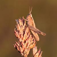 Common Field Grasshopper 3 
